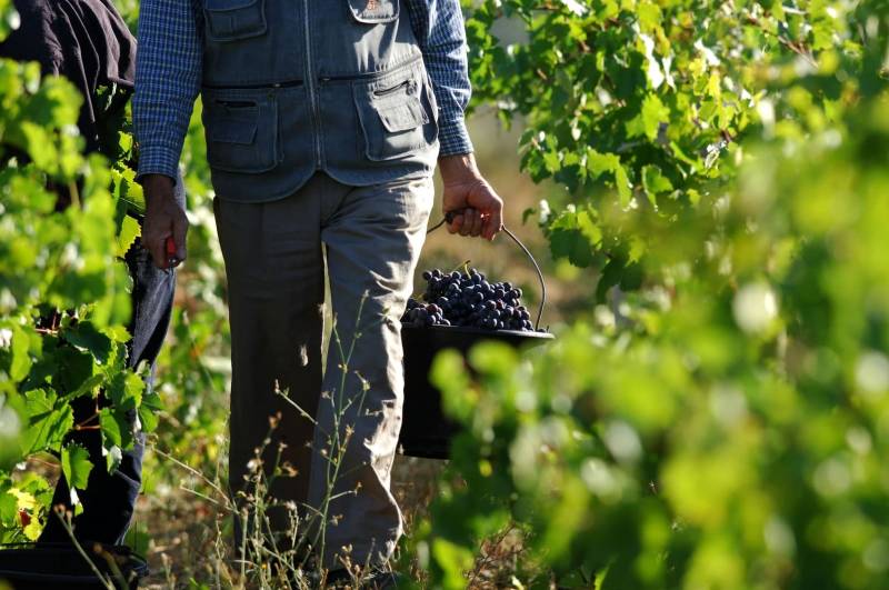 Trouver une entreprise viticole pour les travaux en vert de vendanges vertes en Gironde