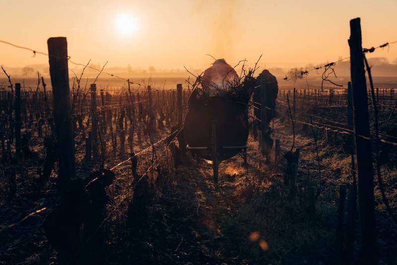 Recruter des ouvriers viticoles à temps plein, en CDI en Gironde