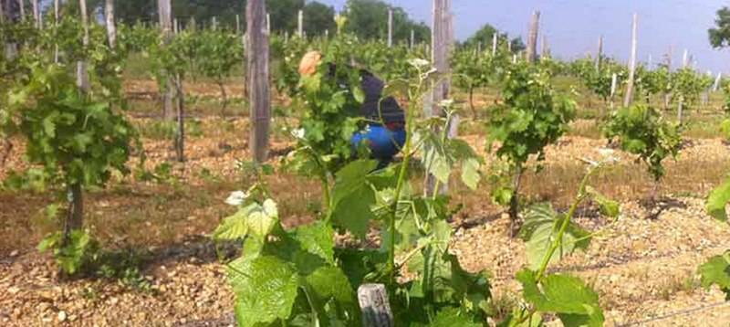 contre bourgeon dans des vignes de Gironde