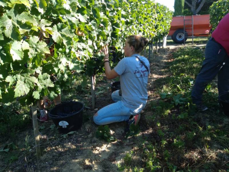 Vendanges par un prestatire de services viticoles en Gironde