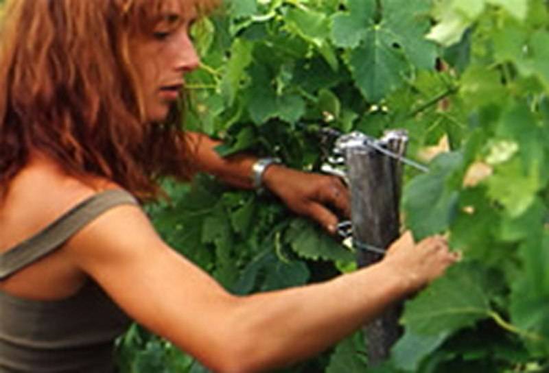 Trouver un prestataire de services viticoles pour travaux en vert de levage en Gironde