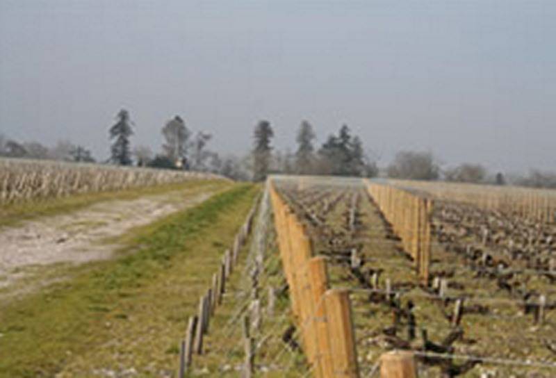 faire le repalissage par une entreprise viticole près de Bordeaux en Gironde