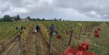 Vous recherchez un prestatire de services viticoles en Gironde pour vos vendanges de liquoreux